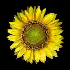 Sunflower09-21x21