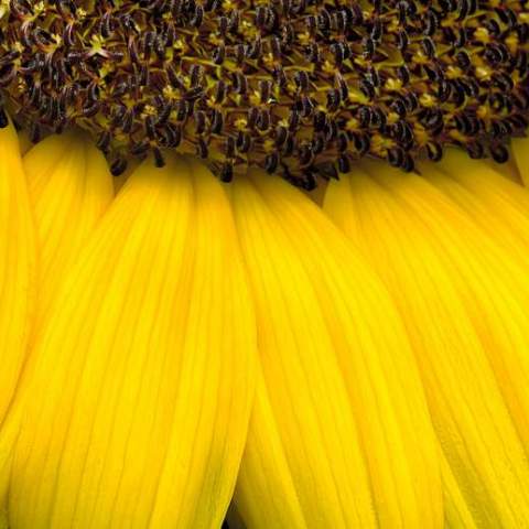 Scanograms | Photopiaeditions